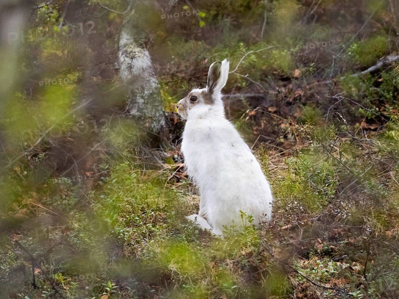 Mountain Hare (Lepus timidus), alert sitting in a birch woodland, moulting from winter into its summer coat, May, Finnish Lapland