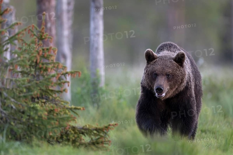 Brown bear (Ursus arctos) in the Finnish taiga, Kuusamo, Finland, Europe