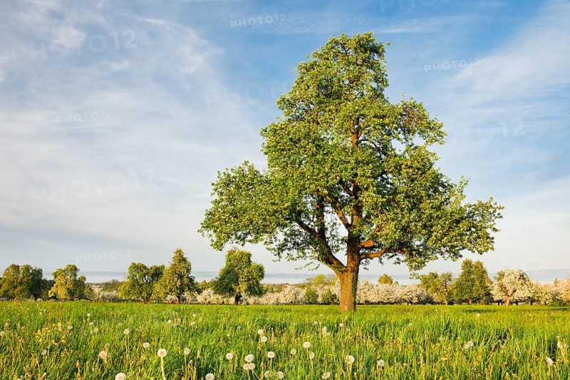 Free-standing pear tree in a flowering meadow with far-reaching views of Lake Constance, Canton Thurgau, Switzerland, Europe