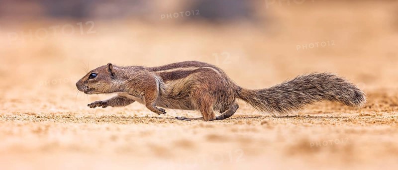 Atlas squirrel, North African bristle squirrel or Barbary squirrel (Atlantoxerus getulus) looking for food, Fuerteventura, Spain, Europe