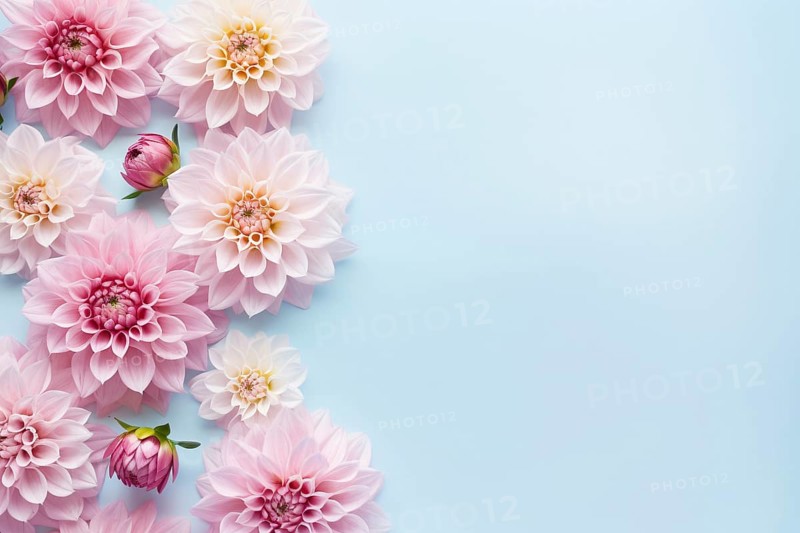 Top view of Dahlie flowers on blue background with copy space. KI generiert, generiert AI generated