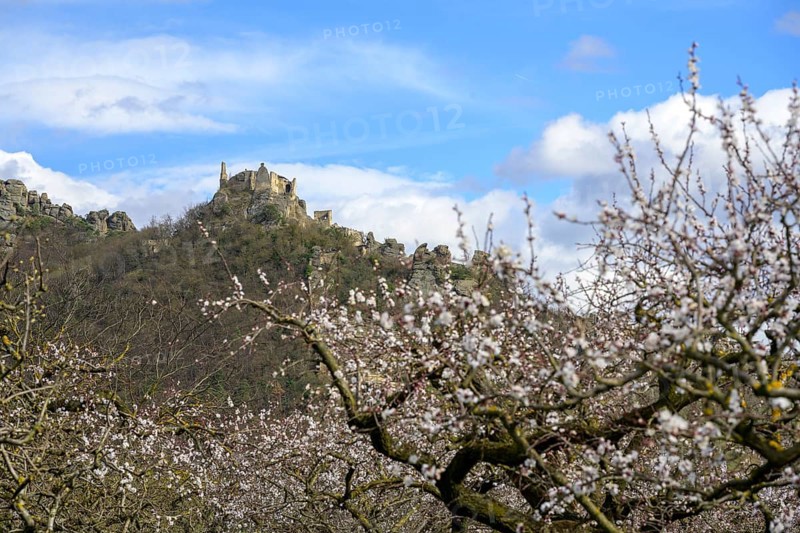 Blooming apricot trees and Dürnstein ruins in the background, Rührsdorf, Rossatz-Arnsdorf, Lower Austria, Austria, Europe