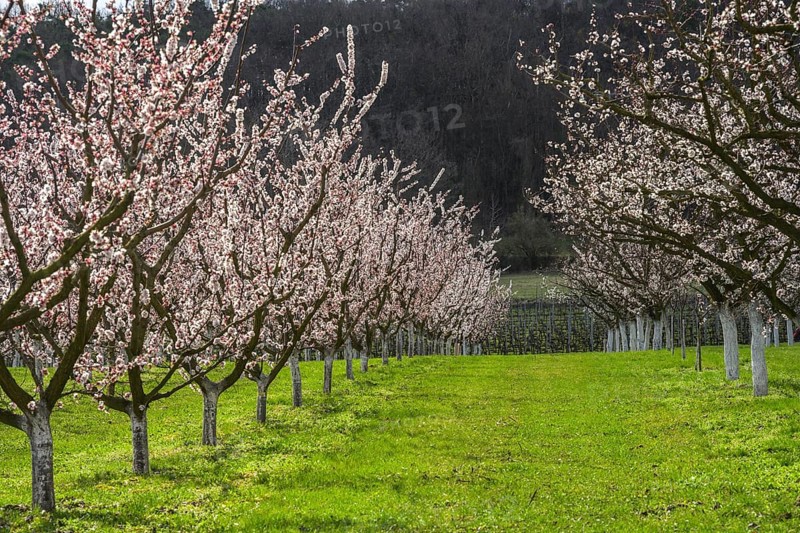 Blooming apricot trees, Paudorf, Lower Austria, Austria, Europe