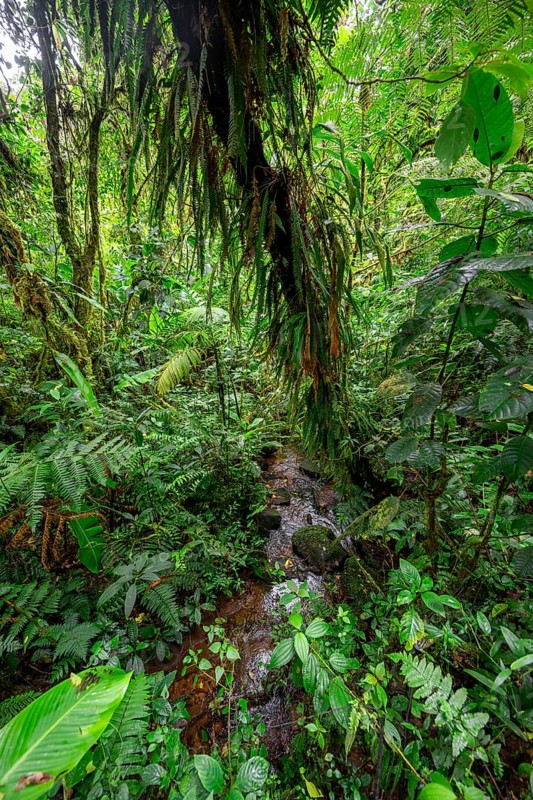 Stream in dense vegetation in the rainforest, Monteverde cloud forest, Monte Verde, Puntarenas province, Costa Rica, Central America