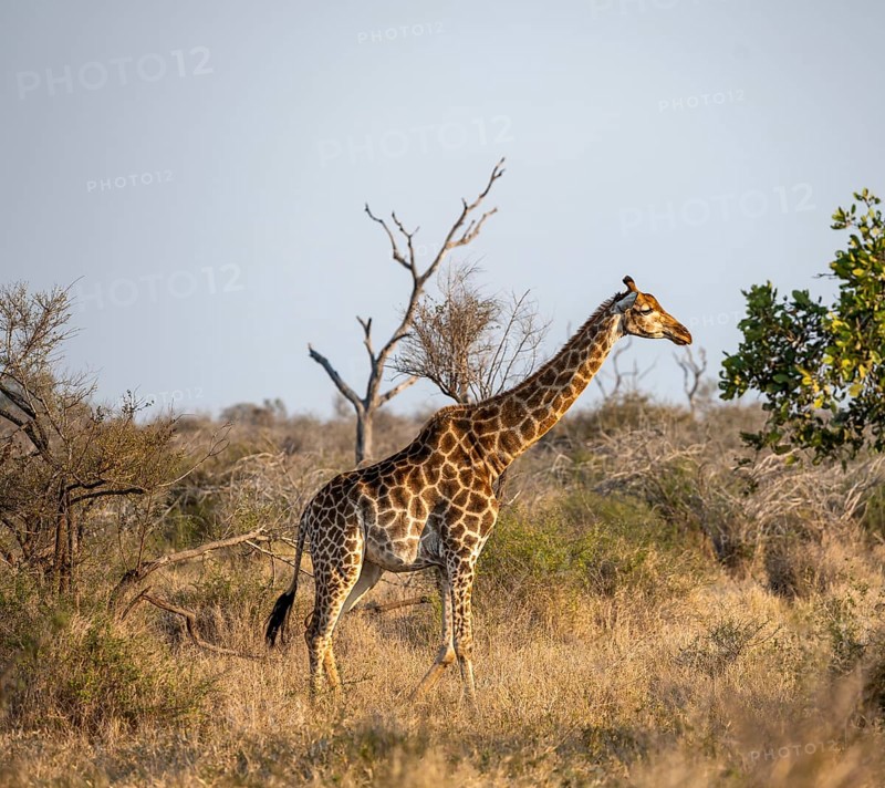 Southern giraffe (Giraffa giraffa giraffa) in the savannah, Kruger National Park, South Africa, Africa