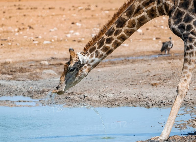 Angolan giraffe (Giraffa giraffa angolensis) drinking, with upturned lip, funny, animal portrait, Etosha National Park, Namibia, Africa