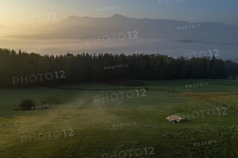 Aerial view of a flock of sheep, sheep, morning light, mountains, fog, autumn, mist, view of Herzogstand and Heimgarten, Alpine foothills, Bavaria, Germany, Europe