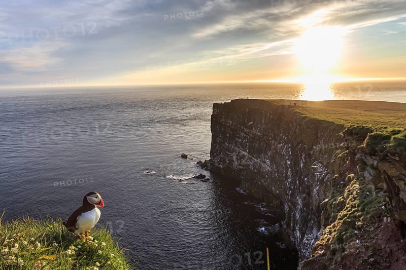 Puffin (Fratercula arctica) sitting in the grass on a cliff by the sea, evening light, midnight sun, bird cliffs, bird colony, summer, Latrabjarg, Westfjords, Iceland, Europe