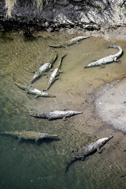 American crocodiles (Crocodylus acutus) swimming in the water, from above, Rio Tarcoles, Carara National Park, Puntarenas Province, Costa Rica, Central America