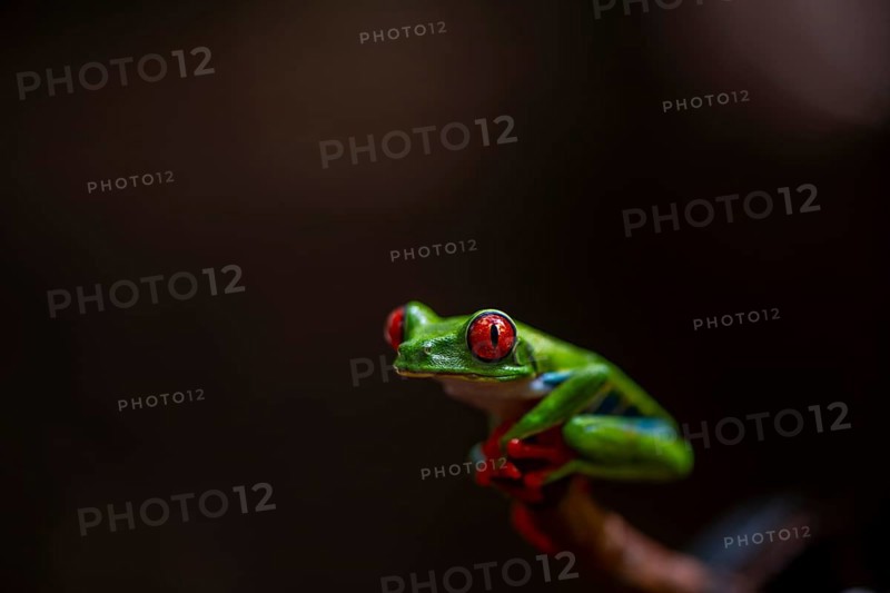 Red-eyed tree frog (Agalychnis callidryas), sitting on a branch, Heredia province, Costa Rica, Central America