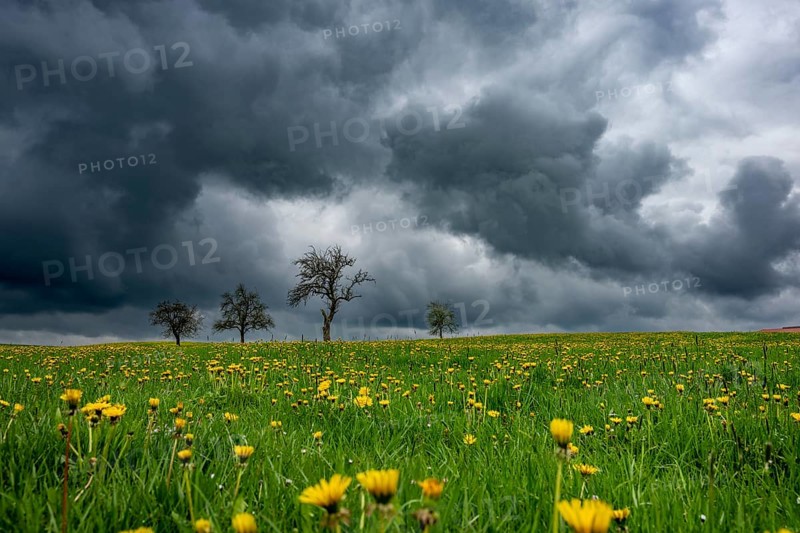 Fruit trees on common dandelion (Taraxacum) in front of dark sky, Mindelheim, Bavaria, Germany, Europe
