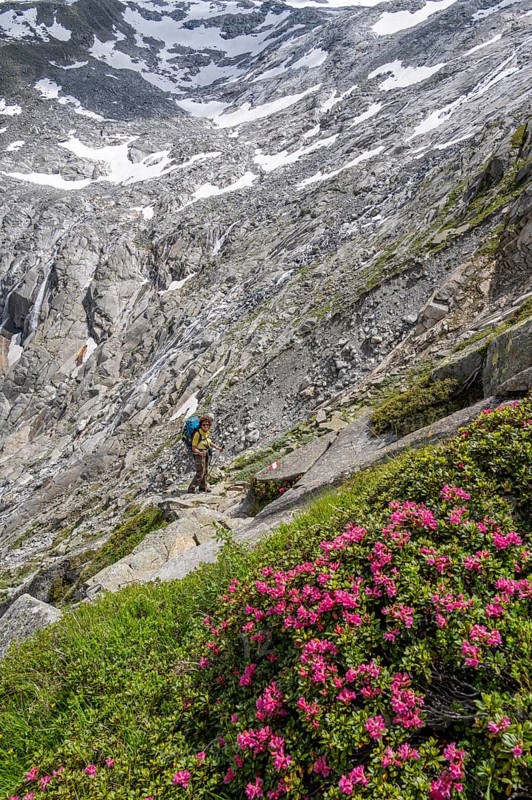 Mountaineer on hiking trail with blooming alpine roses, Berliner Höhenweg, Zillertal Alps, Tyrol, Austria, Europe
