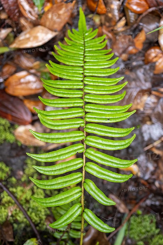 Fern leaf, Poás National Park, central highlands, Alajuela province, Costa Rica, Central America
