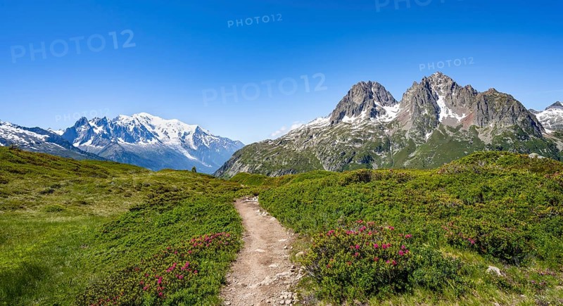 Hiking trail with alpine roses, mountain panorama with glaciated peaks, Aiguille du Midi and Mont Blanc, Aiguille de Mesure and Aiguille de Chamois, hike to Aiguillette des Posettes, Chamonix, Haute-Savoie, France, Europe