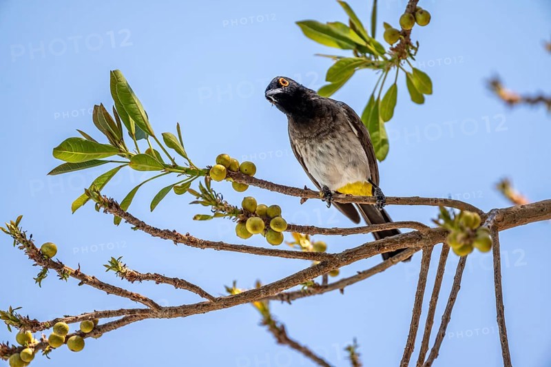 Fire-eyed Bulbul (Pycnonotus nigricans) sitting on a branch in a bush, Etosha National Park, Namibia, Africa