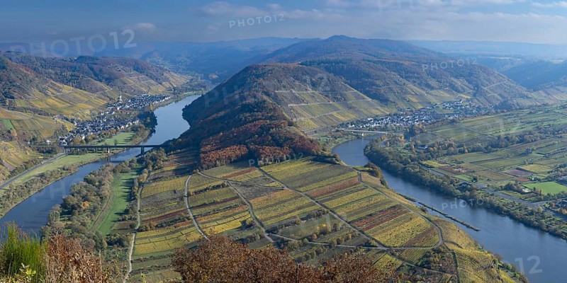 Moselle bend near Bremm in autumn, Rhineland-Palatinate, Germany, Europe