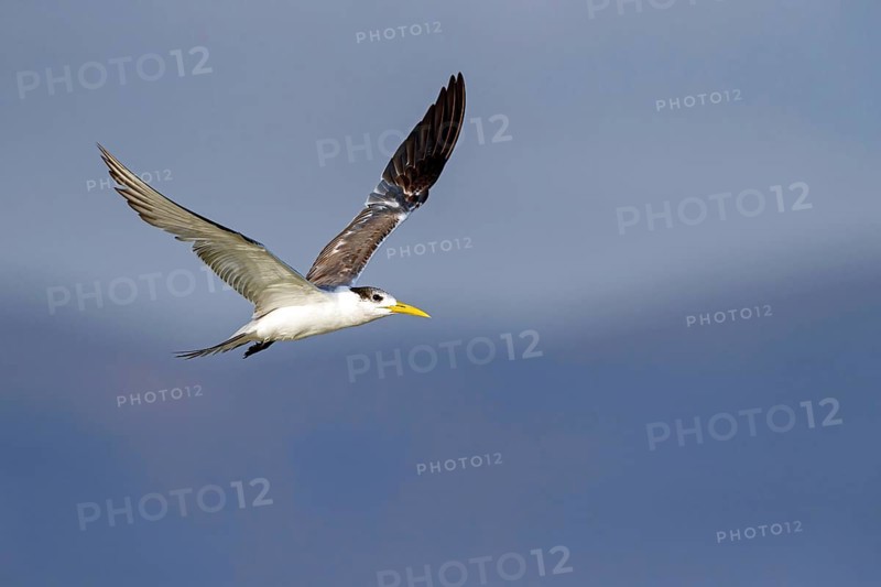 Caspian Tern, flight photo, (Thalasseus bergii), East Khawr / Khawr Ad Dahariz, Salalah, Dhofar, Oman, Asia