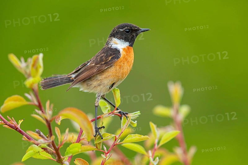Stonechat, (Saxicola torquata), foraging, male, Eich, Rhineland-Palatinate, Germany, Europe