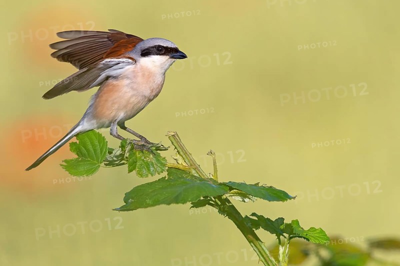 Red-backed shrike, red-backed shrike, thorn-backed shrike, family of shrikes, (Lanius collurio), male, Hockenheim, Baden-Württemberg, Germany, Europe