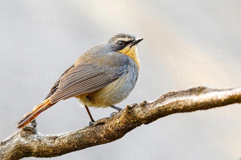 Cossypha caffra, family of flycatchers, Underberg surroundings, Underberg, KwaZulu-Natal, South Africa, Africa