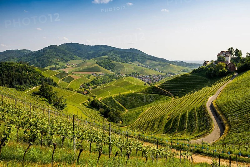 Vineyards and Staufenberg Castle, Durbach, Ortenau, Black Forest, Baden-Württemberg, Germany, Europe