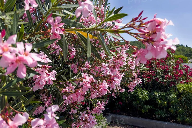 Flowering oleander (Nerium oleander), Italy, Europe