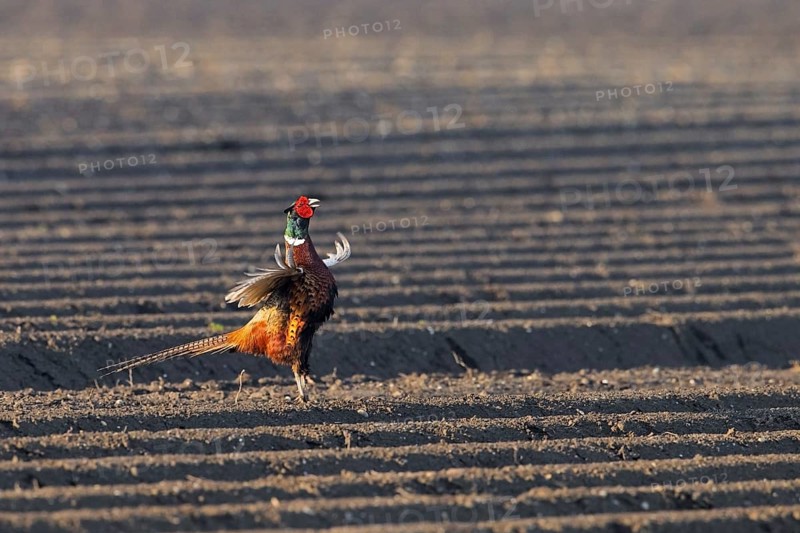 Common pheasant, ring-necked pheasant (Phasianus colchicus) male, cock flapping wings on potato field in spring