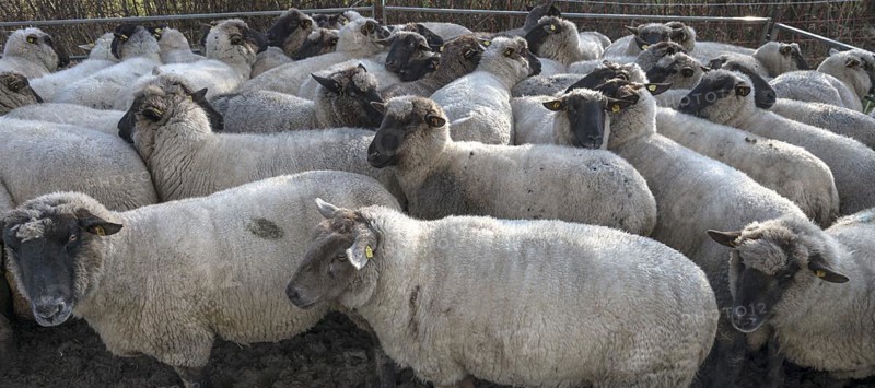 Crowded black-headed domestic sheep (Ovis gmelini aries) in a pen, Mecklenburg-Western Pomerania, Germany, Europe