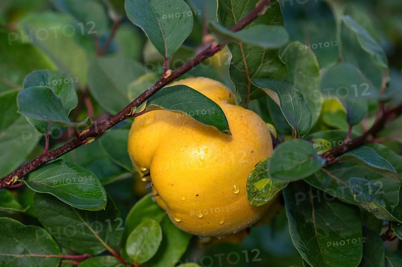 Ripe quince (Cydonia oblonga) on a tree, Mecklenburg-Western Pomerania, Germany, Europe