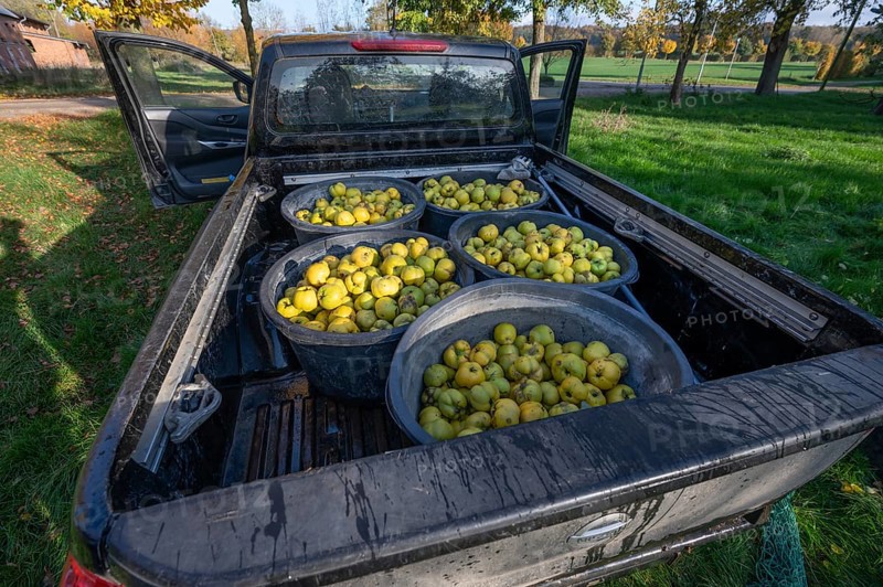 Freshly harvested quinces (Cydonia oblonga) in tonnes on a pickup truck, Mecklenburg-Vorpommern, Germany, Europe