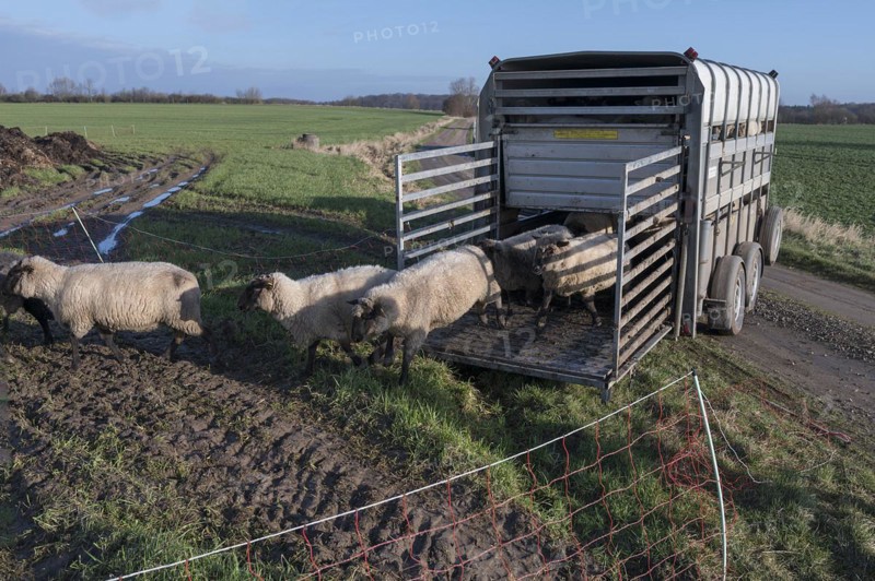 Black-headed domestic sheep (Ovis gmelini aries) run from the trailer to the pasture, Mecklenburg-Vorpommern, Germany, Europe