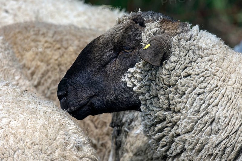 Portrait of male black-headed sheep (Ovis aries Linnaeus), Mecklenburg-Western Pomerania, Germany, Europe