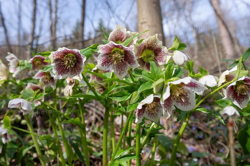 Oriental hellebore (Helleborus orientalis), Bavaria, Germany, Europe