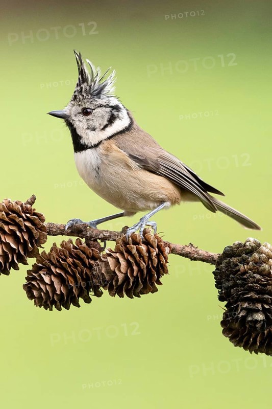 Crested Tit (Lophophanes cristatus) sitting on a lark branch covered with cones, North Rhine-Westphalia, Germany, Europe
