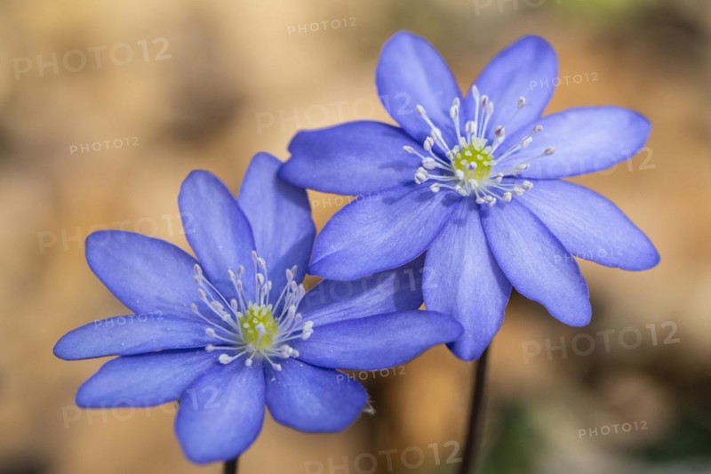 Liverwort (Hepatica nobilis), North Rhine-Westphalia, Germany, Europe