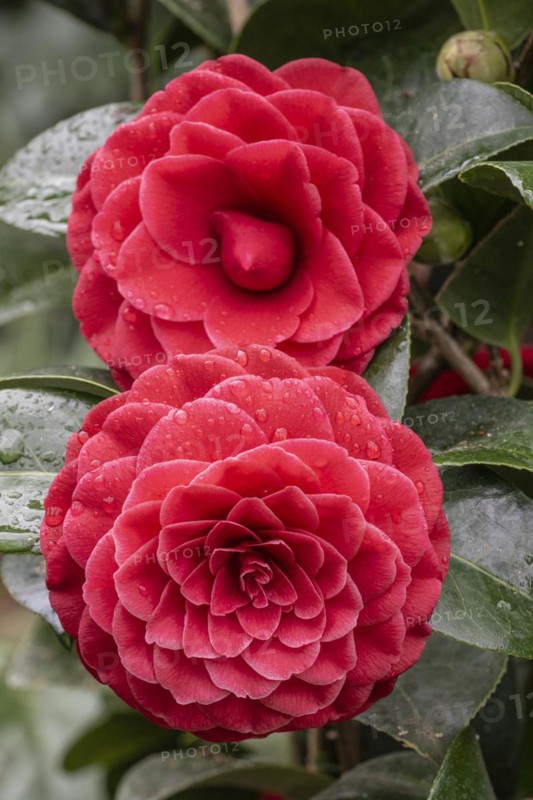 Camellia flower (Camellia japonica Hybride), Emsland, Lower Saxony, Germany, Europe