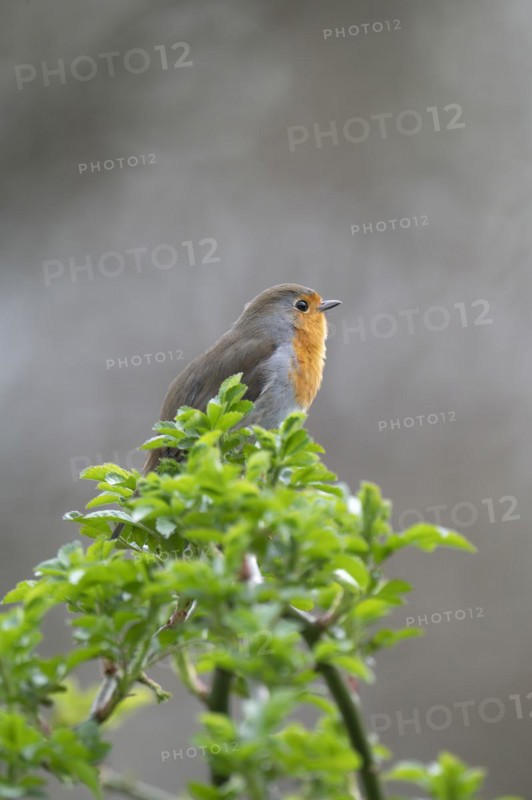 European robin (Erithacus rubecula) on curved branch with freshly sprouted green leaves in spring, looking to the right, background light blurred, Rombergpark, Dortmund, Ruhr area, Germany, Europe