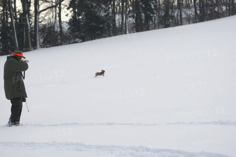 Hunter shoots a fleeing hare (Lepus europaeus) in the snow, Lower Austria, Austria, Europe