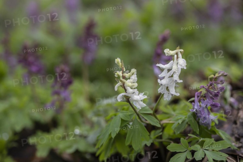 Hollow larkspur (Corydalis cava), Bad Iburg, Lower Saxony, Germany, Europe