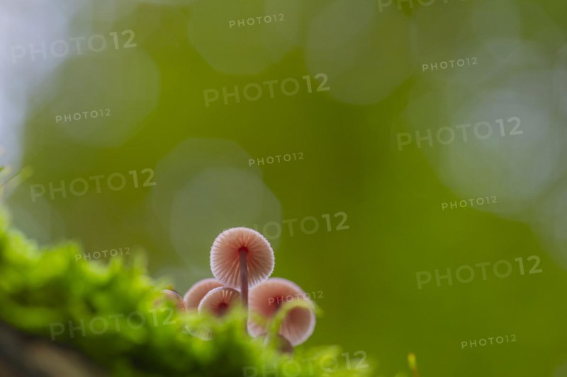 Bleeding fairy helmet (Mycena haematopus), nature photograph, close-up, Schneeren, Neustadt am Rübenberge