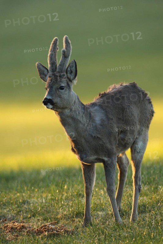 European roe deer (Capreolus capreolus) buck with velvet horns and winter coat in the morning light, Allgäu, Bavaria, Germany, Europe