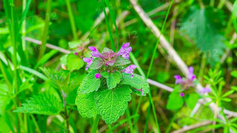 A red deadnettle (Lamium purpureum), close-up, nature photograph, landscape format, Pflenze, Neustadt am Rübenberge, Germany, Europe