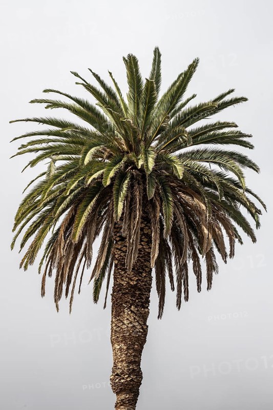 Canary Island date palm (Phoenix canariensis), Lanzarote, Canary Islands, Spain, Europe