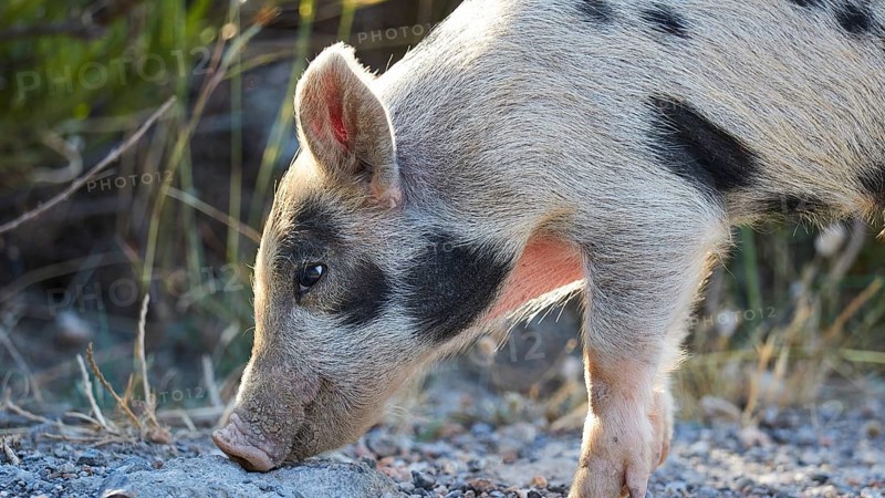 A piglet sniffing the ground along a path, farm animals, Mani Peninsula, Peloponnese, Greece, Europe