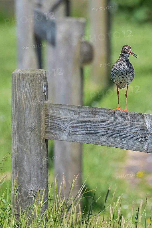 Common redshank (Tringa totanus) sitting on a fence, Hallig Hooge, Wadden Sea, Schleswig-Holstein, Germany, Europe