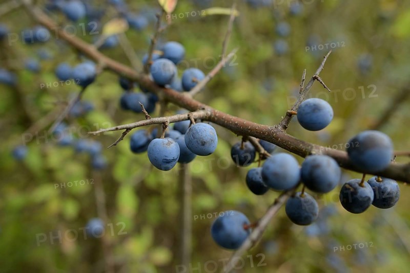 Branch with blue berries, Blackthorn (Prunus spinosa), Bavaria