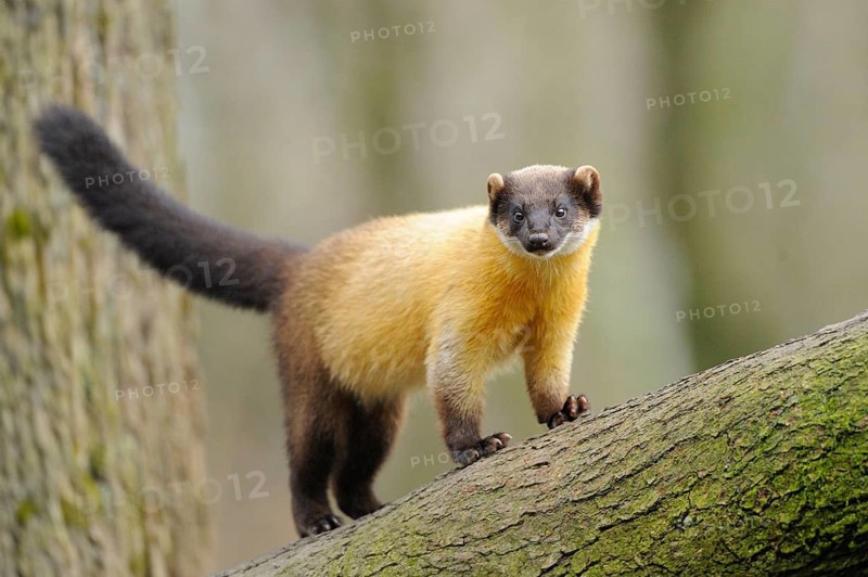 Yellow-throated marten (Martes flavigula) in a forest, captive