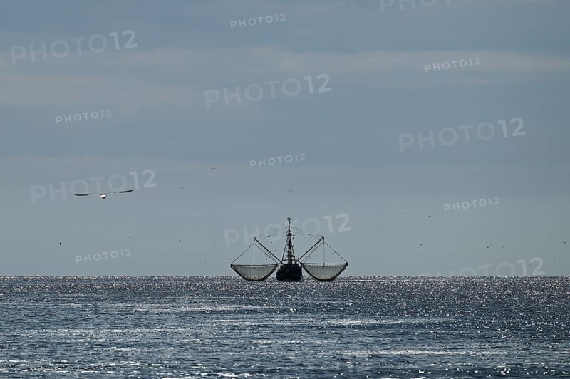 Crab cutter, seagulls, North Frisia, Schleswig-Holstein, Germany, Europe
