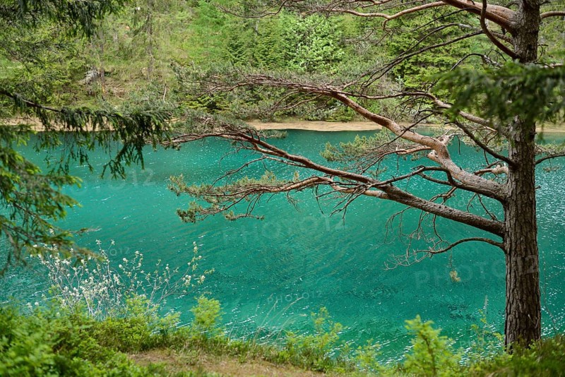 A tree with overhanging branches on the shore of a lake with clear water and dense forest in the background, Grüner See, Styria