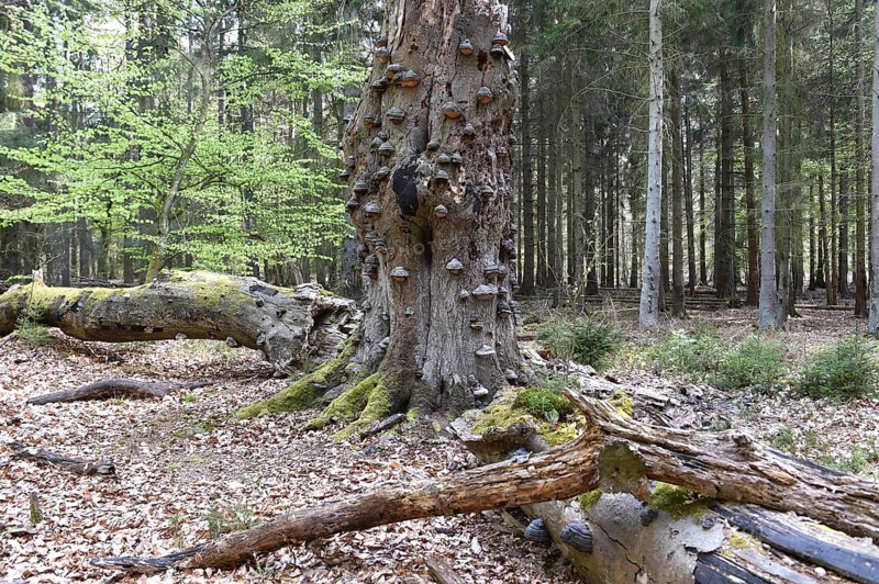 Old beech tree with tinder fungi, Darß, Mecklenburg-Vorpommern, Germany, Europe